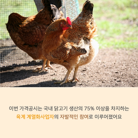 닭고기 유통가격 공개