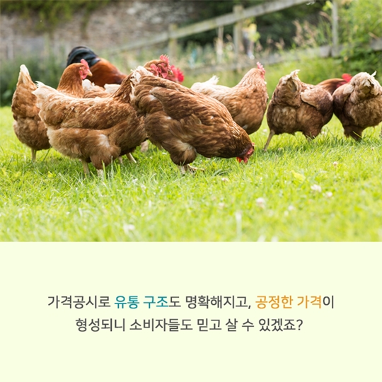 닭고기 유통가격 공개