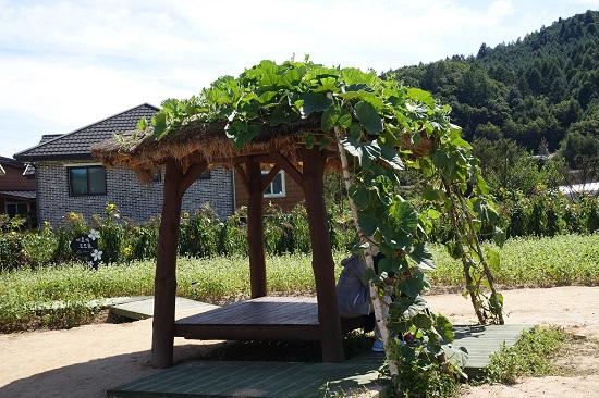 메밀꽃밭에 설치돼 있는 원두막.