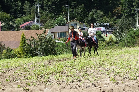 당나귀 타기 체험.