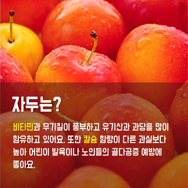 갱년기에 좋은 9월 식재료 ‘자두’…골다공증 예방까지