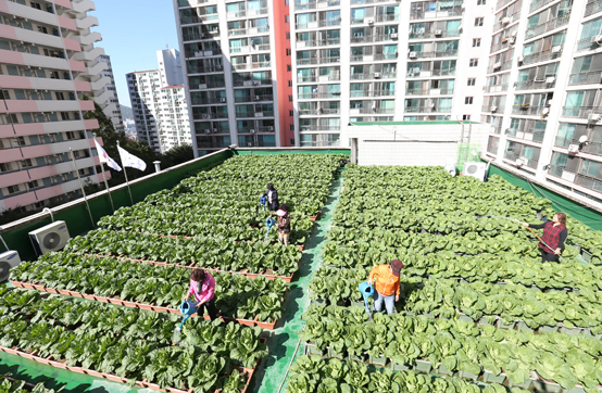 아파트 관리동 옥상에서 키운 배추에 주민들이 물을 주고 있다.<저작권자(c) 연합뉴스, 무단 전재-재배포 금지>