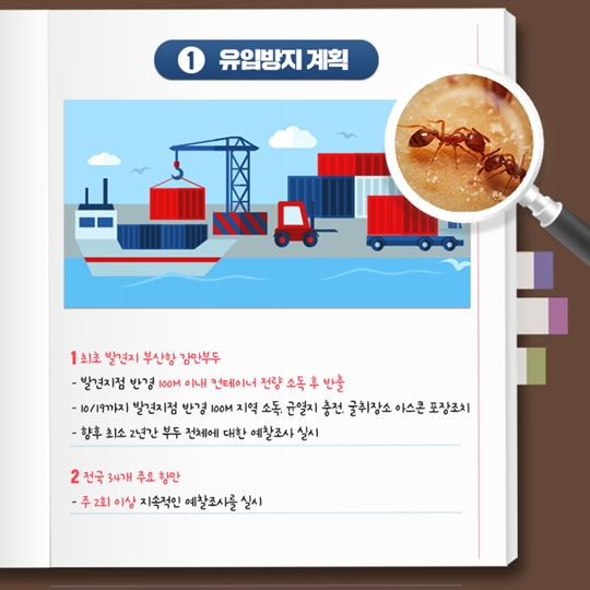 붉은불개미