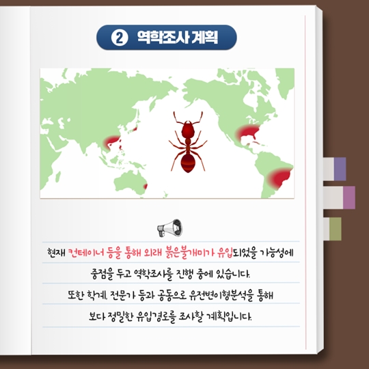 붉은불개미