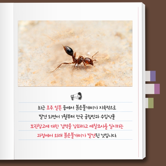 붉은불개미