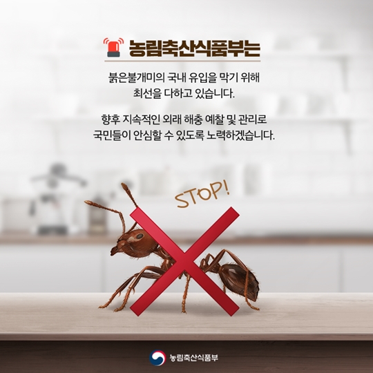 붉은불개미