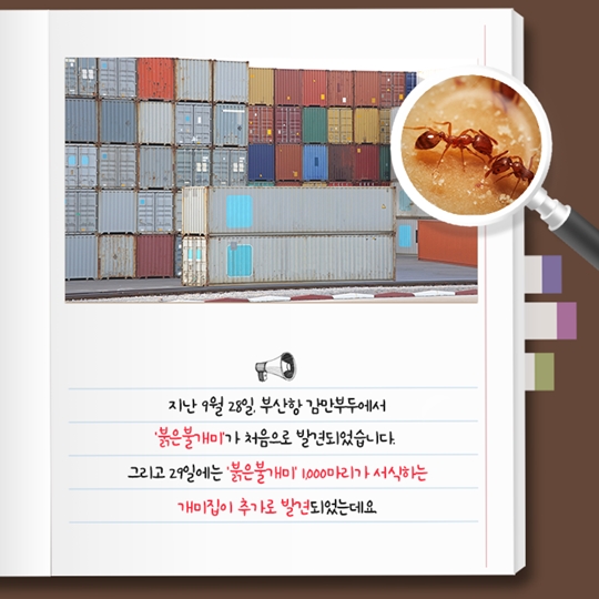 붉은불개미