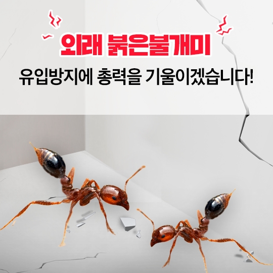 붉은불개미