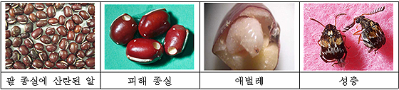 팥바구미의 알, 애벌레 및 성충과 피해 종실(제공=농촌진흥청)