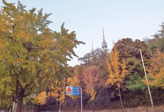 서울 남산 소월로 단풍. 저 멀리 보이는 남산 타워를 배경으로, 단풍이 곱게 물들었다.
