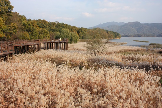 바람을 따라 몸을 맡긴 억새의 향연에 저절로 카메라를 꺼내게 된다. 늦가을이 출렁이는 듯 만추의 멋에 취한다.