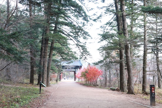 평창여행에서 빼놓을 수 없는 명소인 월정사 전나무숲