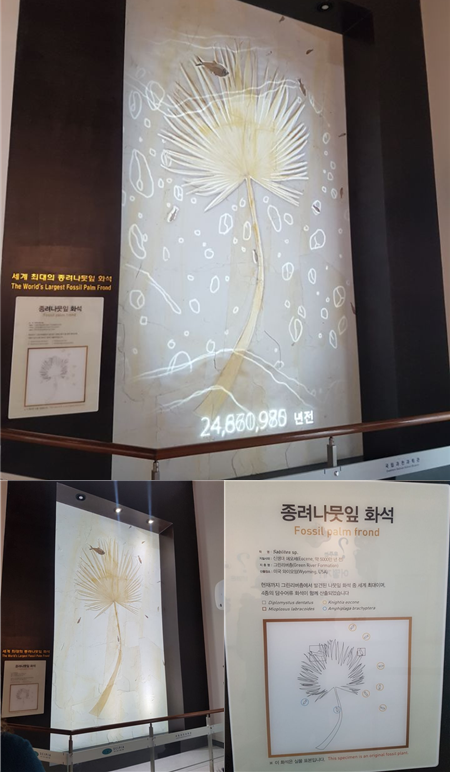 종려나뭇잎 화석