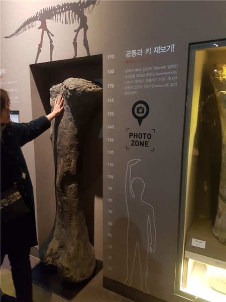 아파토사우르스의 대퇴골 모형