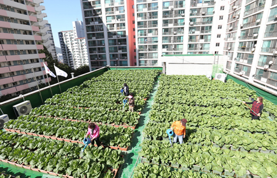 아파트 관리동 옥상에서 키운 배추에 주민들이 물을 주고 있다. (사진=저작권자(c) 연합뉴스, 무단 전재-재배포 금지)