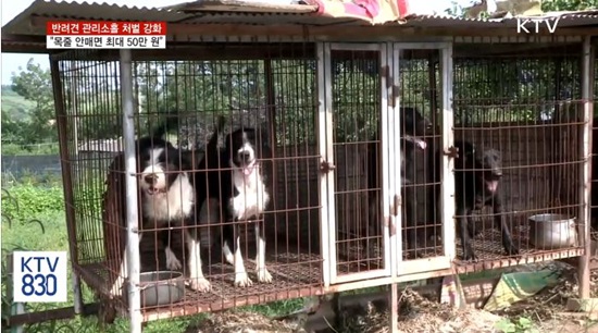 동물보호법에는 도사견, 아메리칸 핏불 테리어, 아메리칸 스태퍼드셔 테리어, 스태퍼드셔 불테리어 등 사람을 공격해 상해를 입힐 가능성이 높은 개 등을 맹견의 종류로 한정하고 있다.(사진=KTV캡쳐)