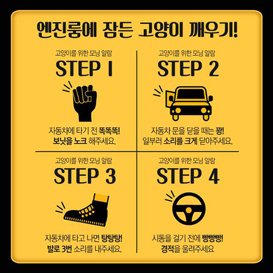 시동 걸기 전 ‘똑똑똑’ 잠자고 있는 고양이를 깨워주세요!