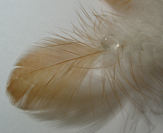 겨울철 패딩 옷의 소재로 이용되는 새 털 가운데 깃털(페더) 부분. 깃이 있고 거친 점이 솜털(다운)과 확연히 다르다. (제공=로저 맥라우스)