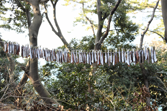 동백숲에 꾸덕꾸덕 마르는 청어 과메기.