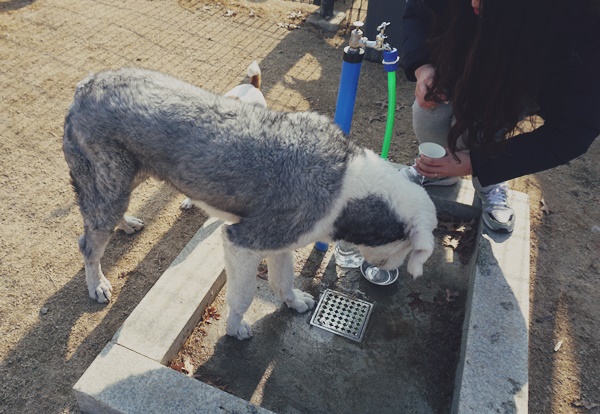 물 마시는 올드 잉글리시 쉽독