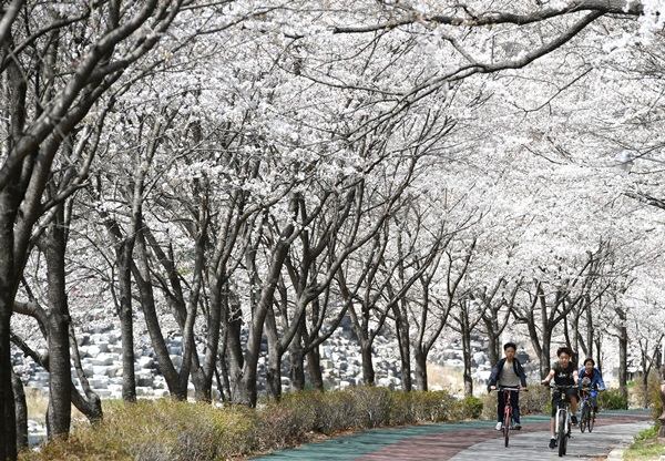 경남 거창군 거창읍 건계정 산책로길 벚꽃터널에서 어린이들이 자전거를 타며 봄 정취를 만끽하고 있다.(출처=거창군 제공, 뉴스1)