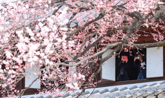 30일 오전 서울 덕수궁에서 열린 석어당(昔御堂) 특별공개행사에 참가한 시민들이 석어당 2층에서 살구나무를 휴대전화로 촬영하고 있다.(사진=저작권자(c) 연합뉴스, 무단 전재-재배포 금지)