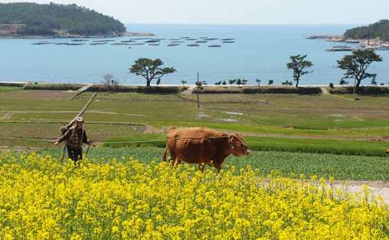 청산도 유채꽃이 핀 모습 (사진 = 완도군청)