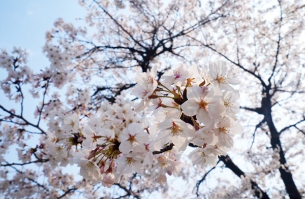 산들바람과 함께 꽃도 피고, 만물이 생동한다는 봄인데, 나의 마음은 그렇지 못합니다.