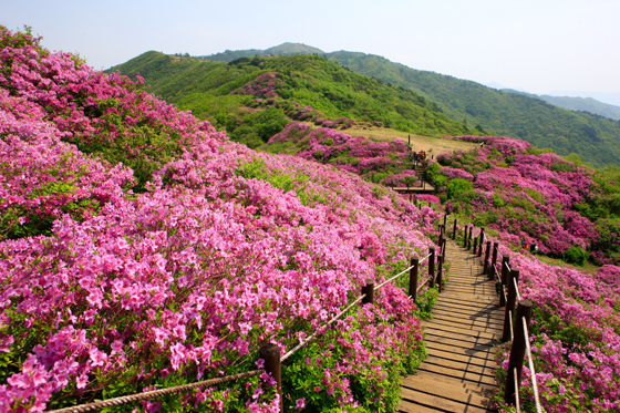 지리산 봄꽃 풍경. 