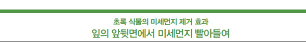 초록 식물의 미세먼지 제거 효과