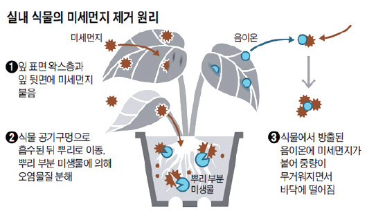 실내 식물의 미세먼지 제거 원리