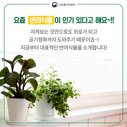 미세먼지 잡는 화분 키워볼까?…‘반려식물’이 뜬다