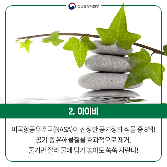 미세먼지 잡는 화분 키워볼까?…‘반려식물’이 뜬다