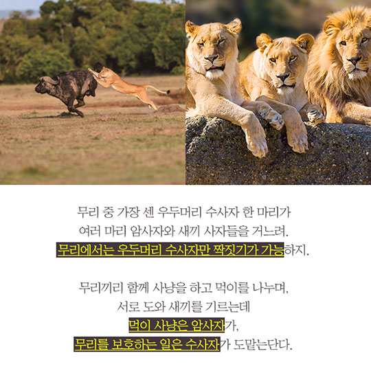 사자는 어떻게 가족을 이루며 살까?