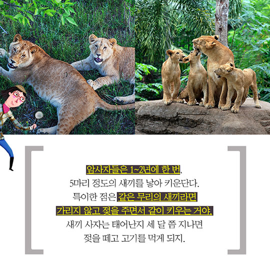 사자는 어떻게 가족을 이루며 살까?