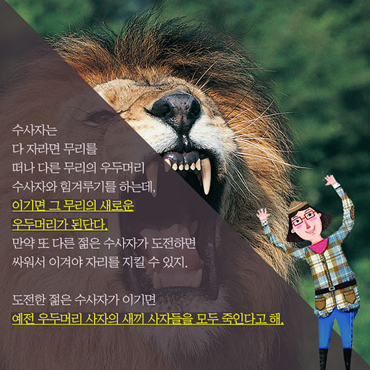 사자는 어떻게 가족을 이루며 살까?
