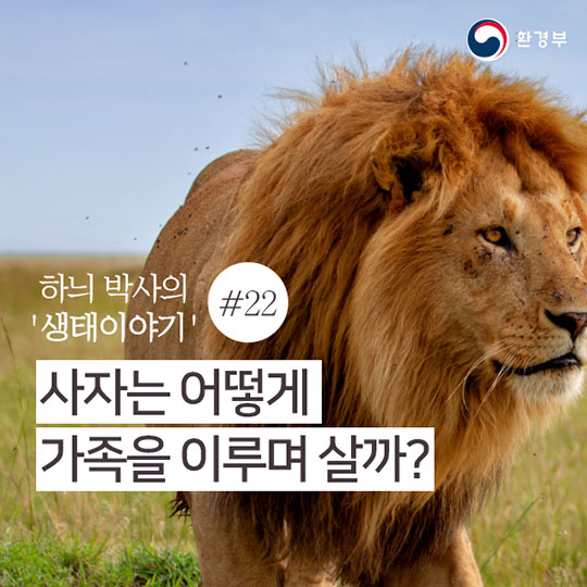 사자는 어떻게 가족을 이루며 살까?