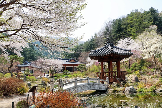 아침고요수목원 서화연의 봄