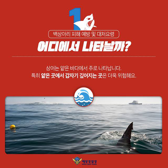 남해에 조스가 나타났다?···백상아리 주의보