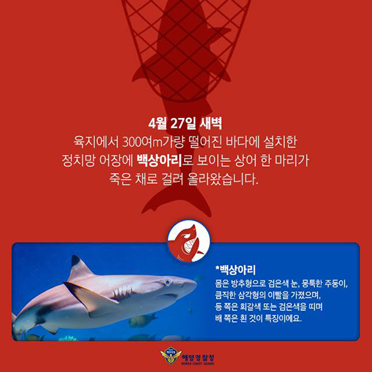 남해에 조스가 나타났다?···백상아리 주의보