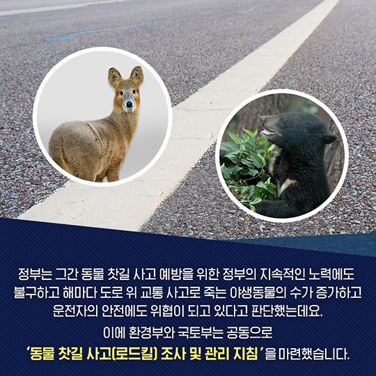 동물 찻길 사고 방지…환경부·국토부·시민사회 손잡다
