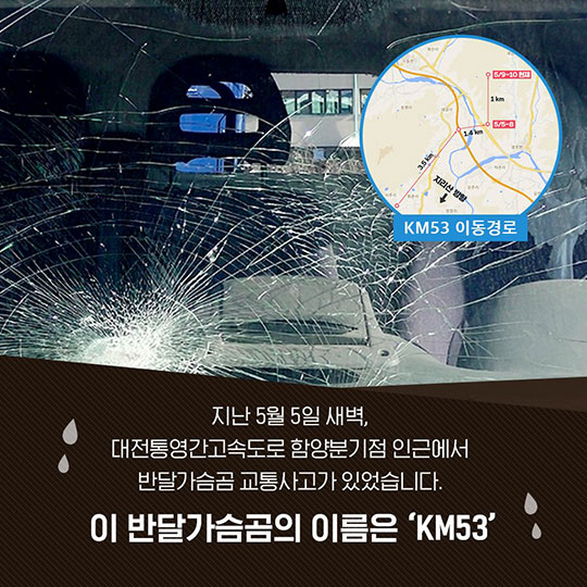 동물 찻길 사고 방지…환경부·국토부·시민사회 손잡다