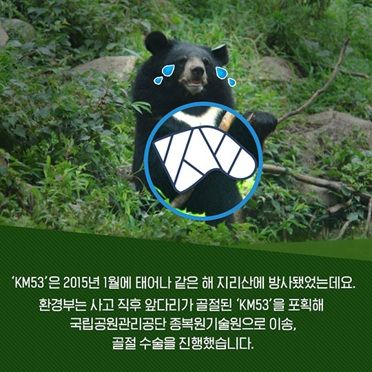 동물 찻길 사고 방지…환경부·국토부·시민사회 손잡다