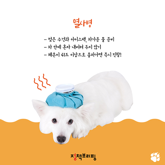 뚱뚱한 나의 댕댕이···아프지 않고 건강하게 키우는 법