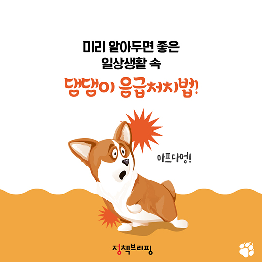 뚱뚱한 나의 댕댕이···아프지 않고 건강하게 키우는 법