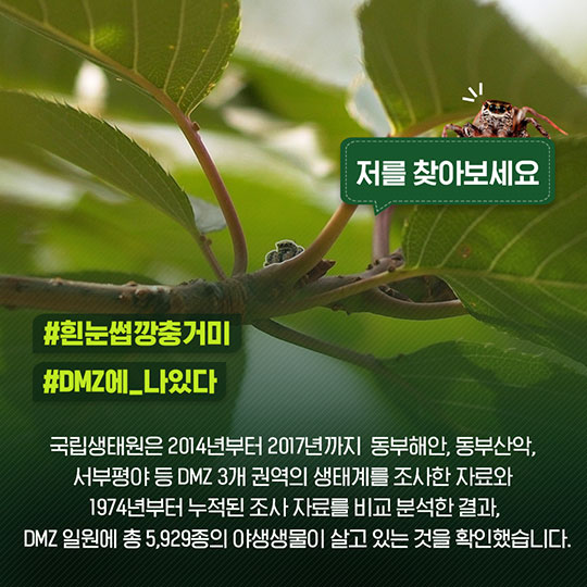 어서와~ DMZ 월드는 처음이지?