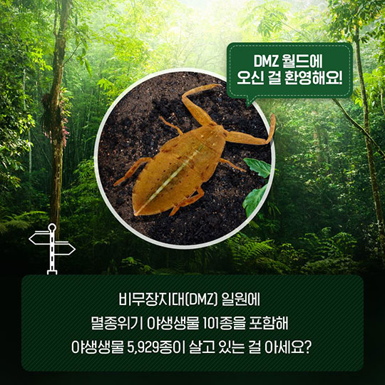 어서와~ DMZ 월드는 처음이지?