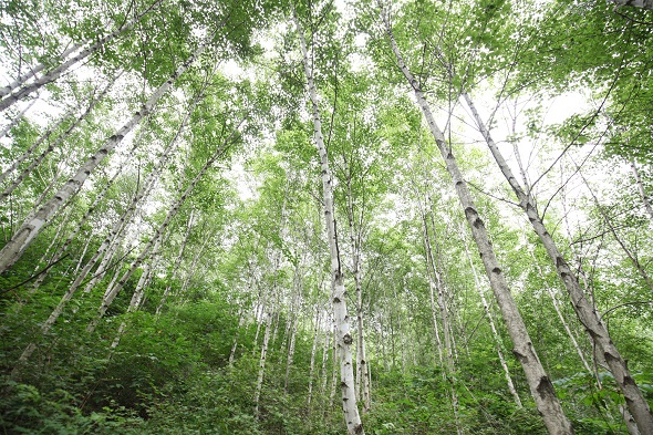 음성 사곡리 명품숲 자작나무 근경.