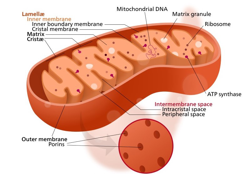 인간을 비롯 모든 동물들의 세포에 자리한 미코콘드리아의 구조. 에너지 전환을 담당하는 미토콘드리아 보다 에너지 전환 효율이 높은 엔진을 찾기는 쉽지 않다. 자연의 뛰어난 효율성을 입증한다.(사진=켈빈송)