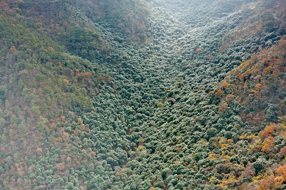 천관산 동백숲의 전경.